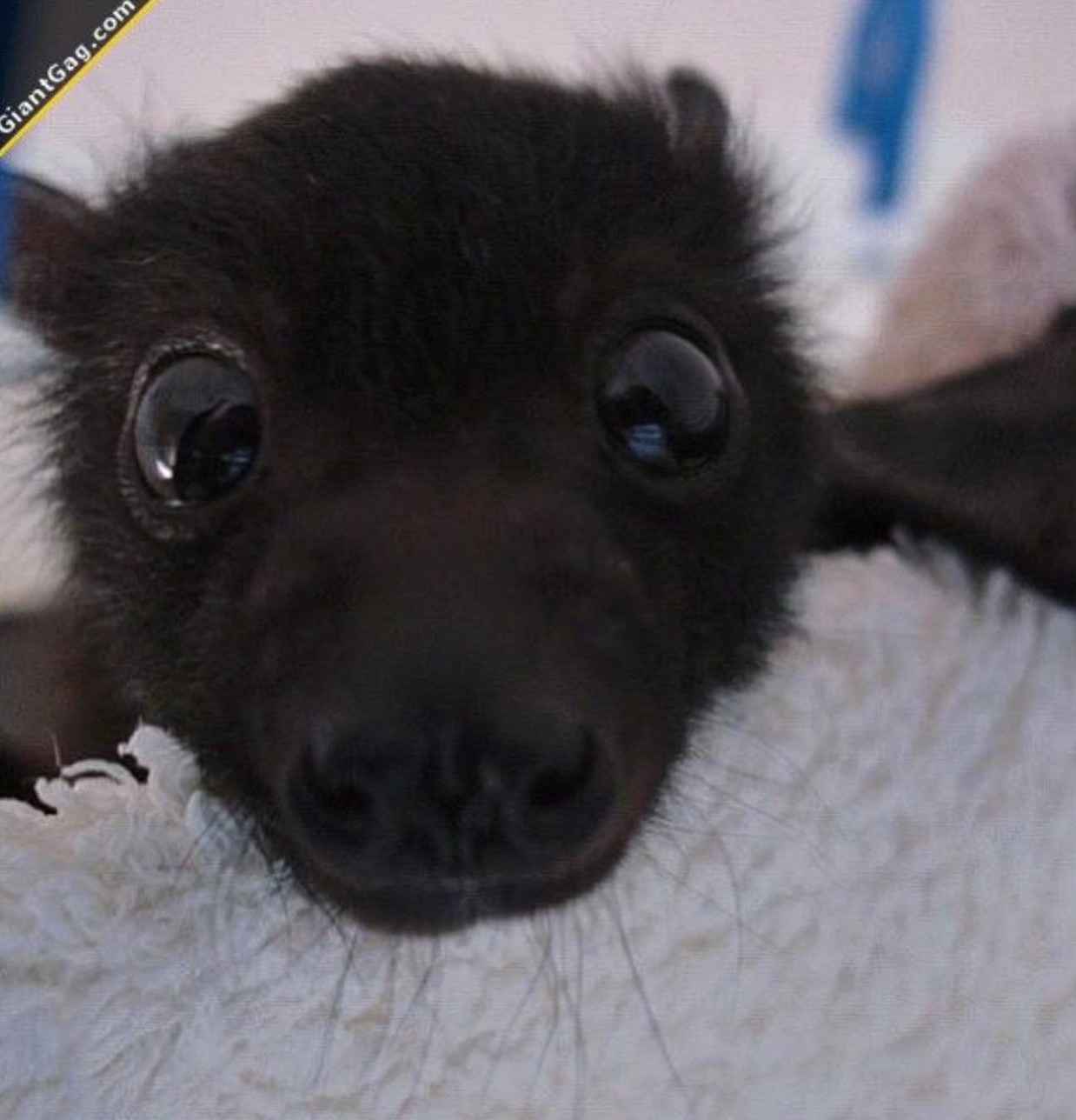 Baby Bats: How to take care of one
