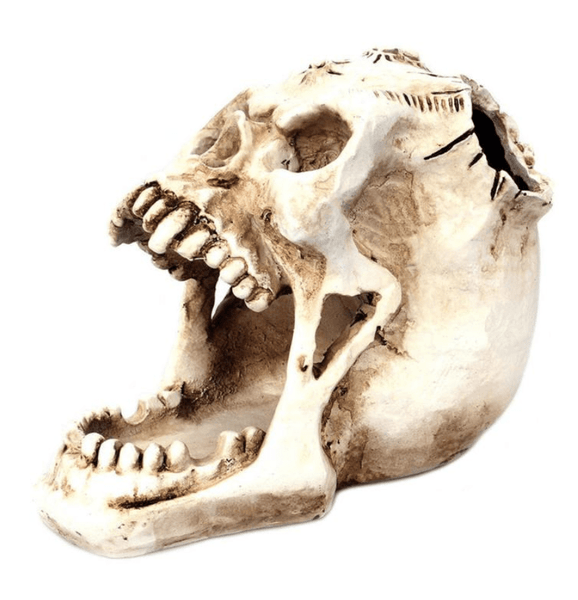 Regin Resin Skull Holder
