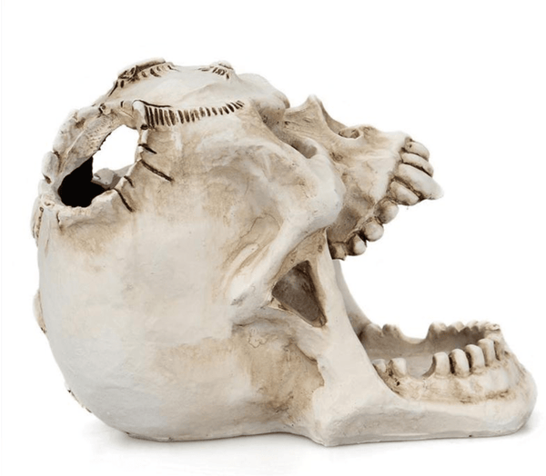 Regin Resin Skull Holder